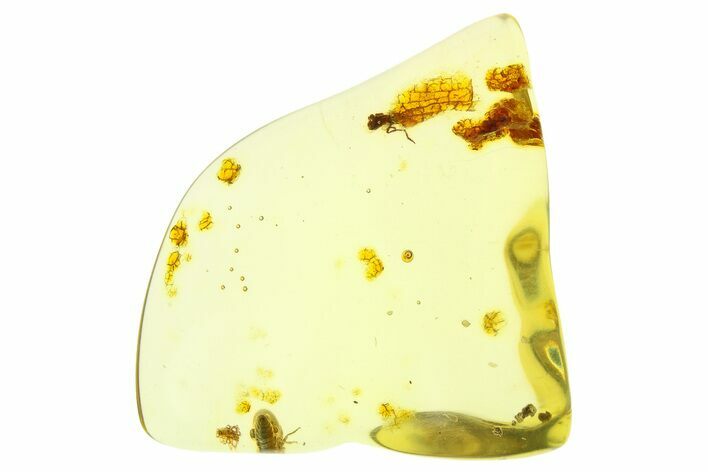 Polished Colombian Copal ( g) - Contains Beetle! #281770